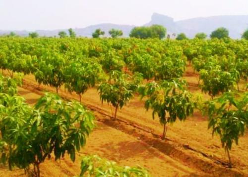  honey-mega-farms Plot
