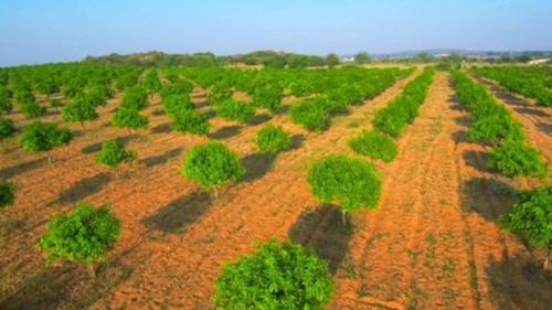  honey-mega-farms Plot