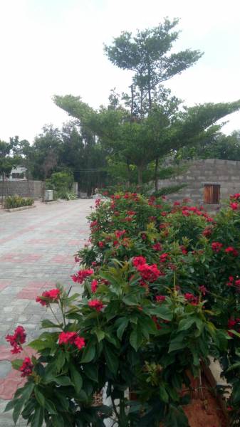  devlok Landscape Garden and Tree Planting