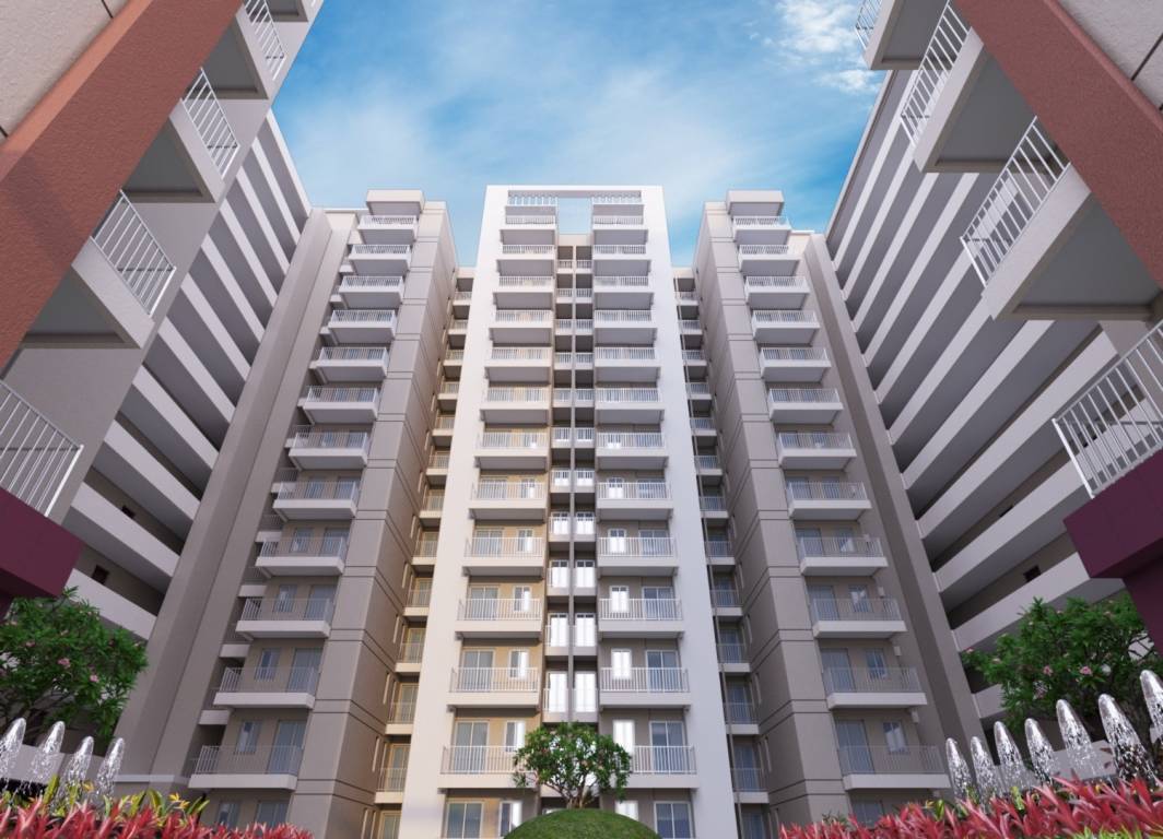  bcc daffodils Elevation