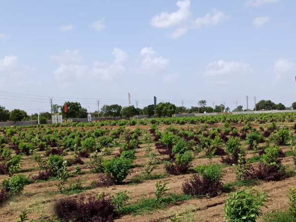 Elevation peacock-avenue Elevation