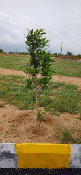  mahagiri-diamond-city Plot