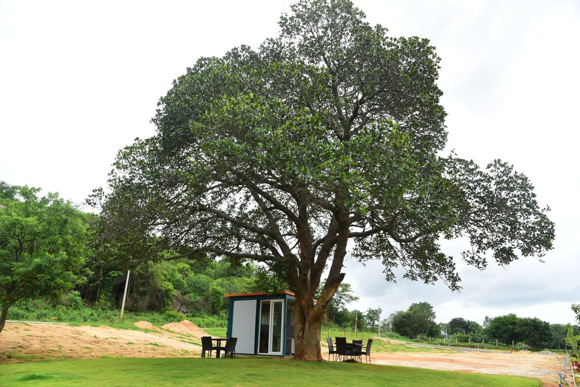  landmark under the tree phase 1 Plot