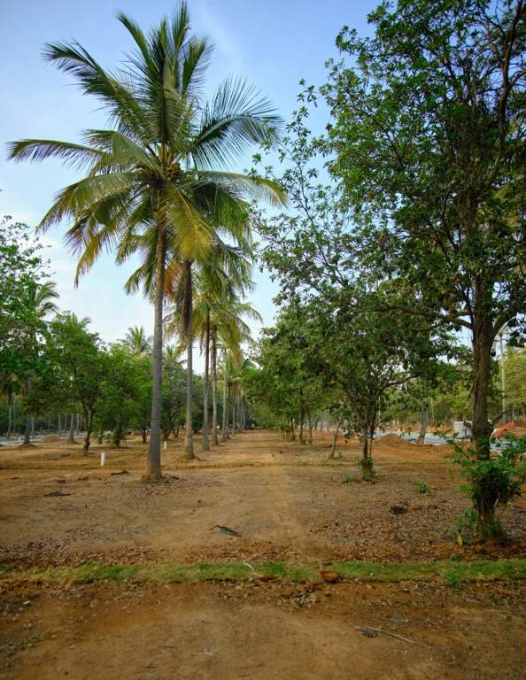  ranka palm lakeside Plot
