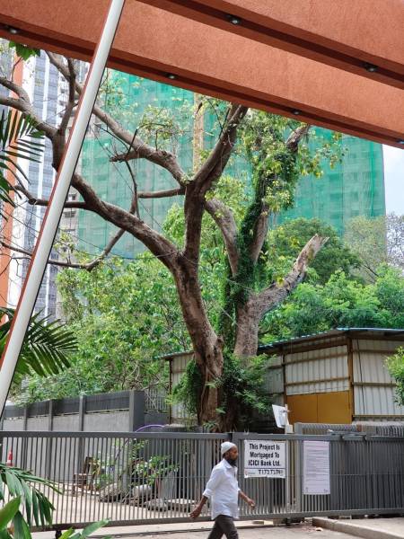  piramal-revanta-tower-4 Construction Status July-24