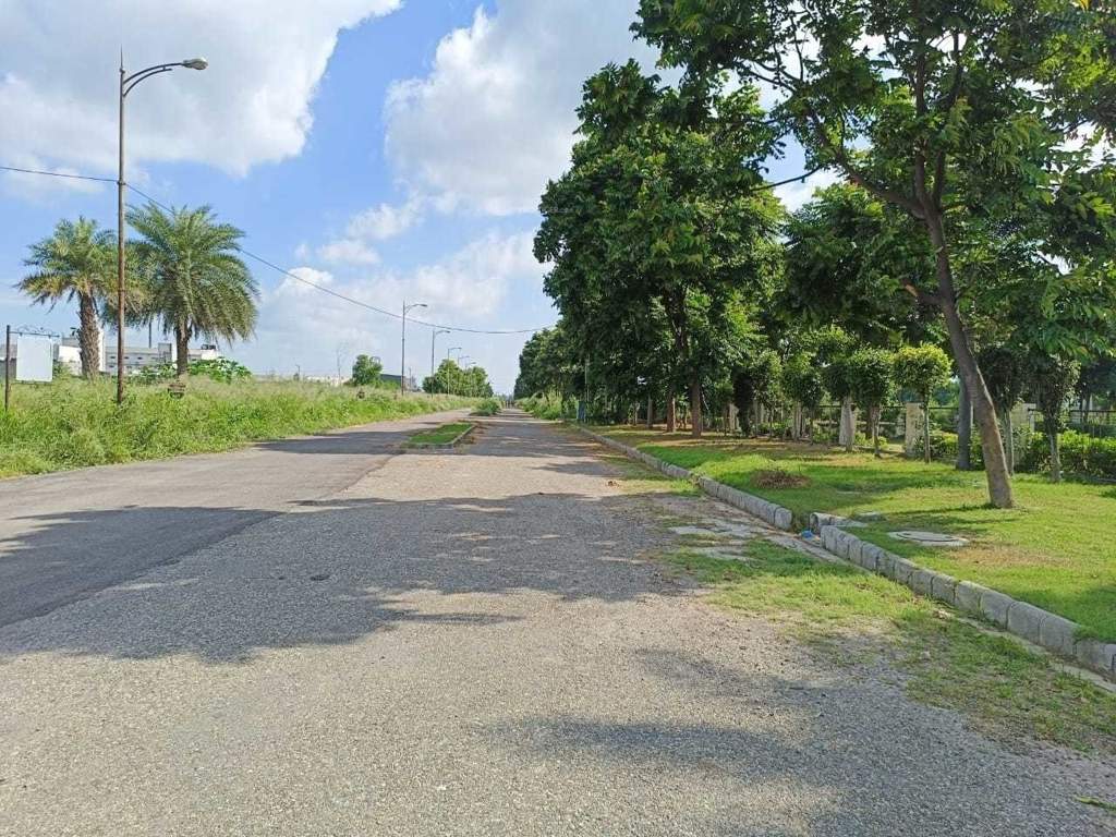 amg palm garden Landscape Garden and Tree Planting