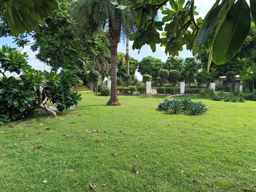 amg palm garden Landscape Garden and Tree Planting