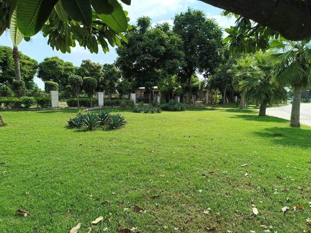 amg palm garden Landscape Garden and Tree Planting