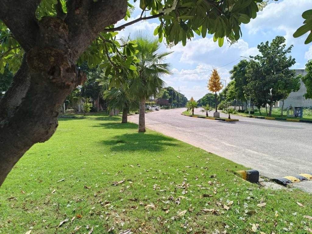 amg palm garden Landscape Garden and Tree Planting