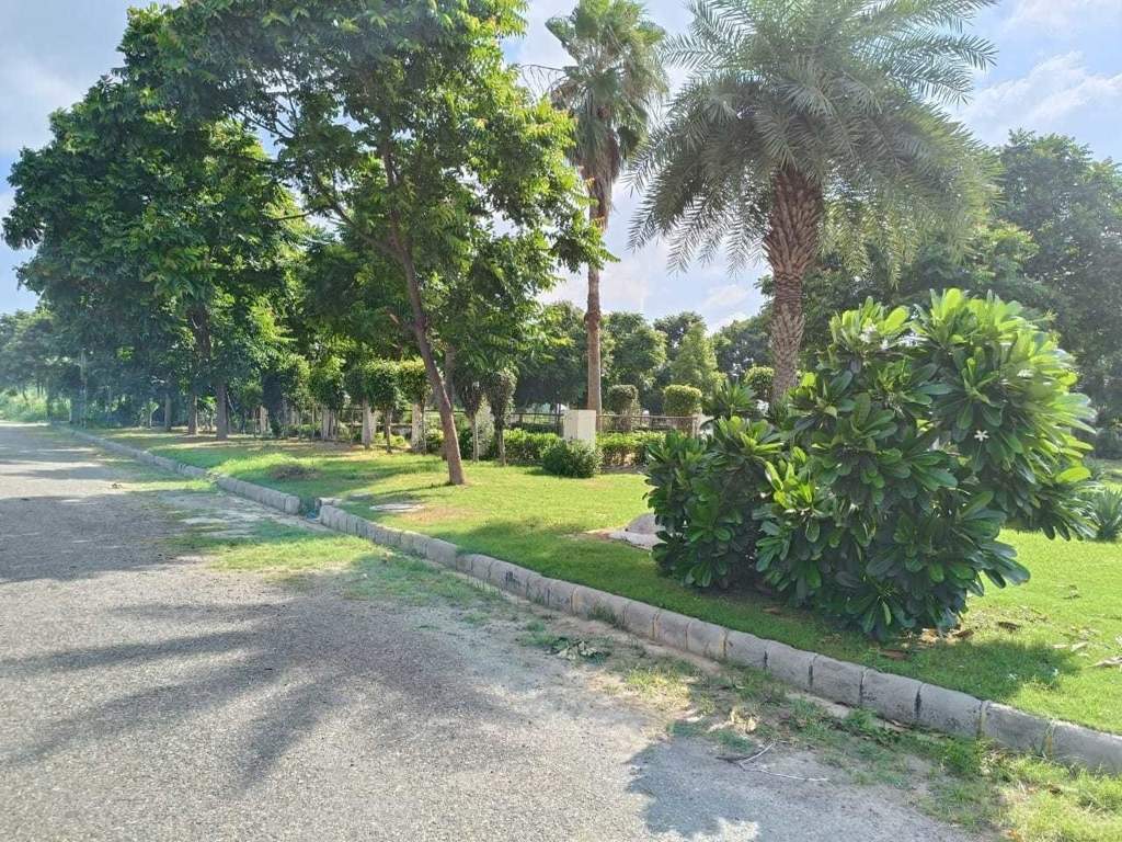 amg palm garden Landscape Garden and Tree Planting