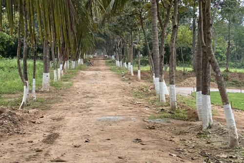  dls-arinaa Landscape Garden and Tree Planting