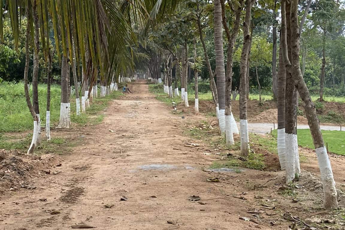  dls arinaa Landscape Garden and Tree Planting