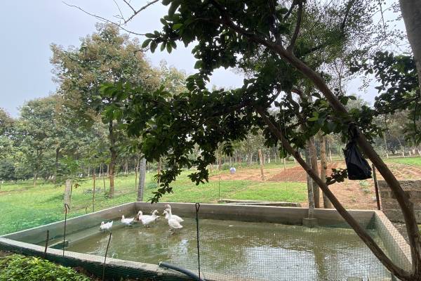  dls-arinaa Natural Pond