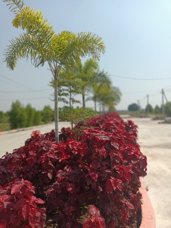  luckie township phase ii Plot