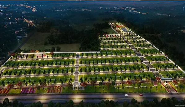 Elevation marigold Elevation