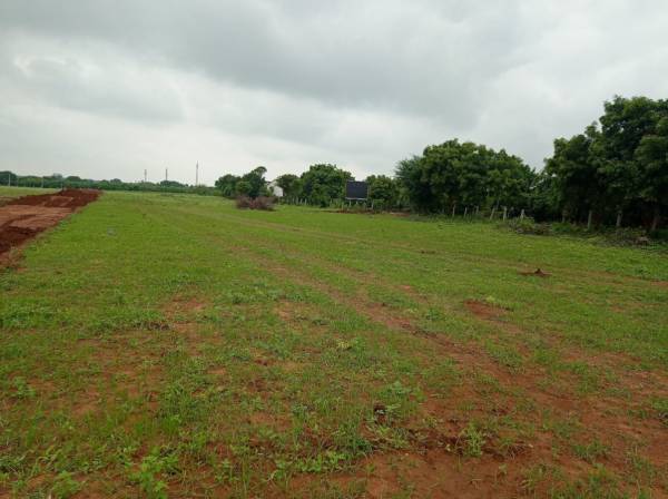  true-gold-2-phase-8 Elevation