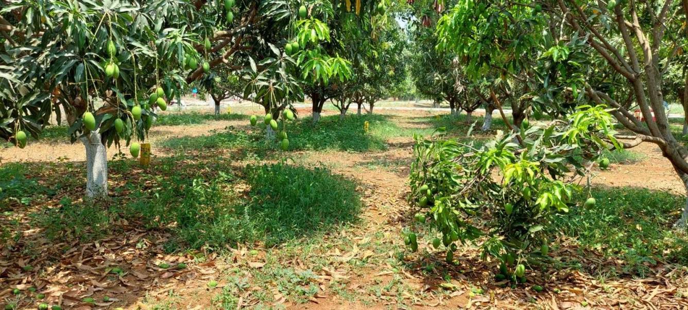  sri yadadri gardens Plot