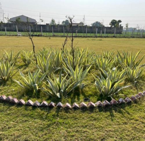 Landscape Garden and Tree Planting gulmohar-garden Landscape Garden and Tree Planting