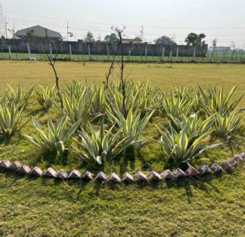  gulmohar garden Landscape Garden and Tree Planting
