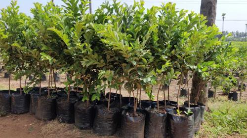  dhanalakshmi-grandeur Landscaped Gardens