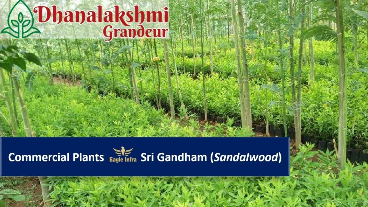  dhanalakshmi grandeur Others