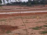  brundhavanam Plot