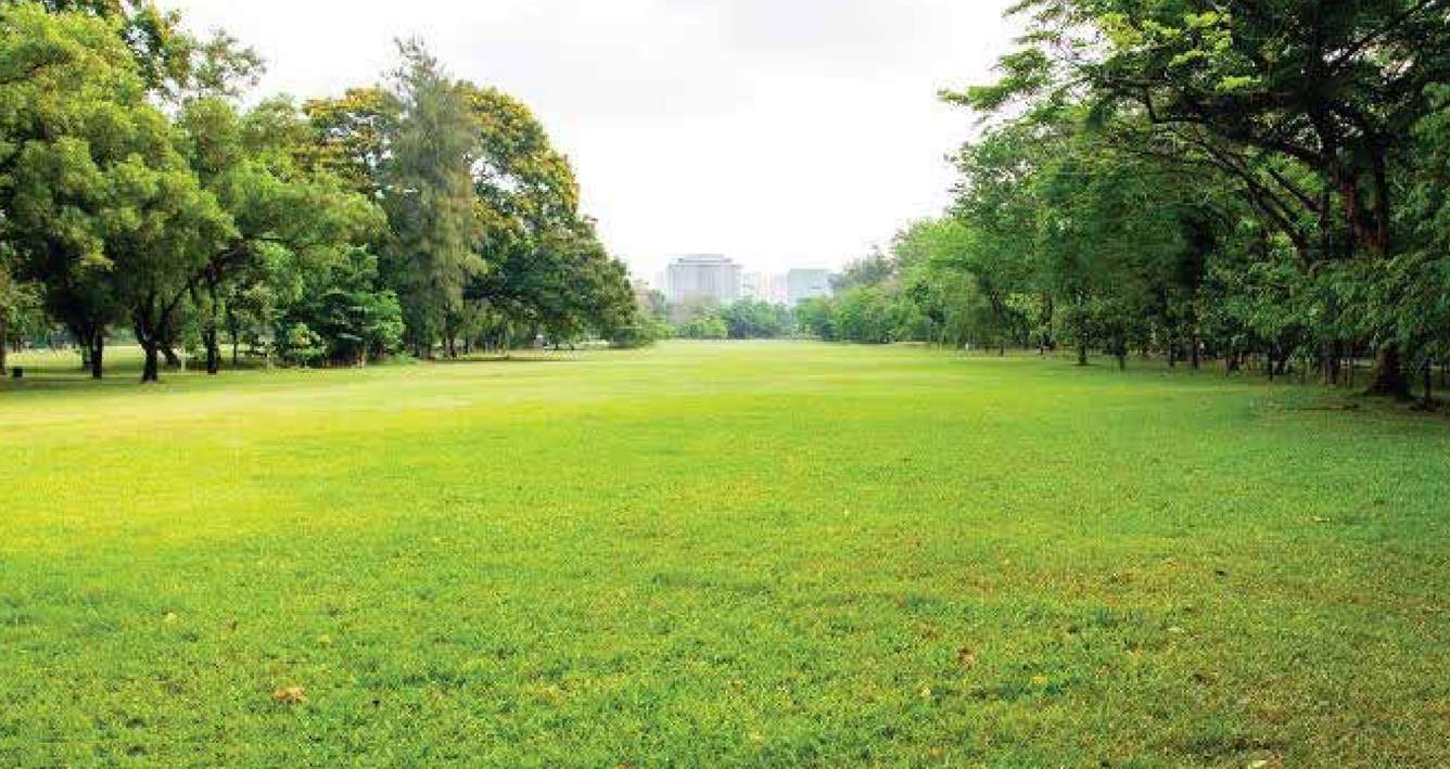  central park Landscape Garden and Tree Planting