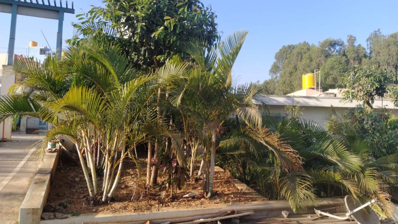  residency Landscape Garden and Tree Planting