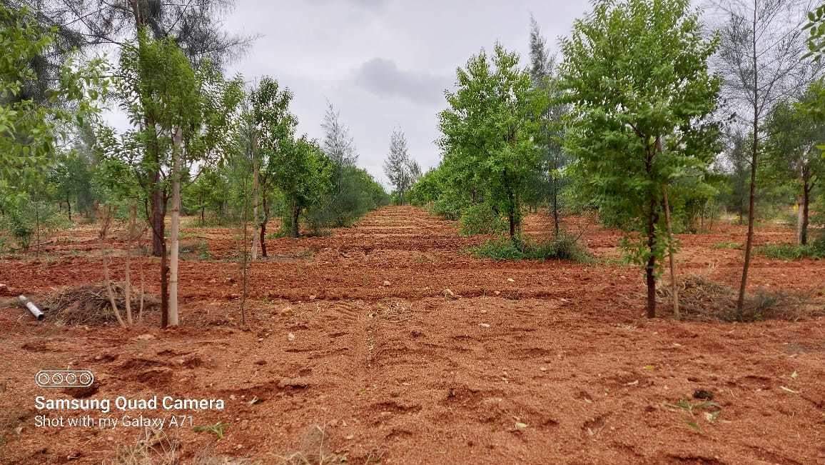  natures habitat Elevation