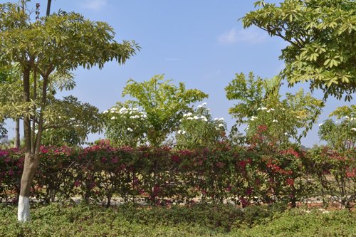  everest-33-lp Flower Garden