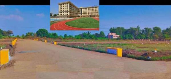  golden-shower Elevation