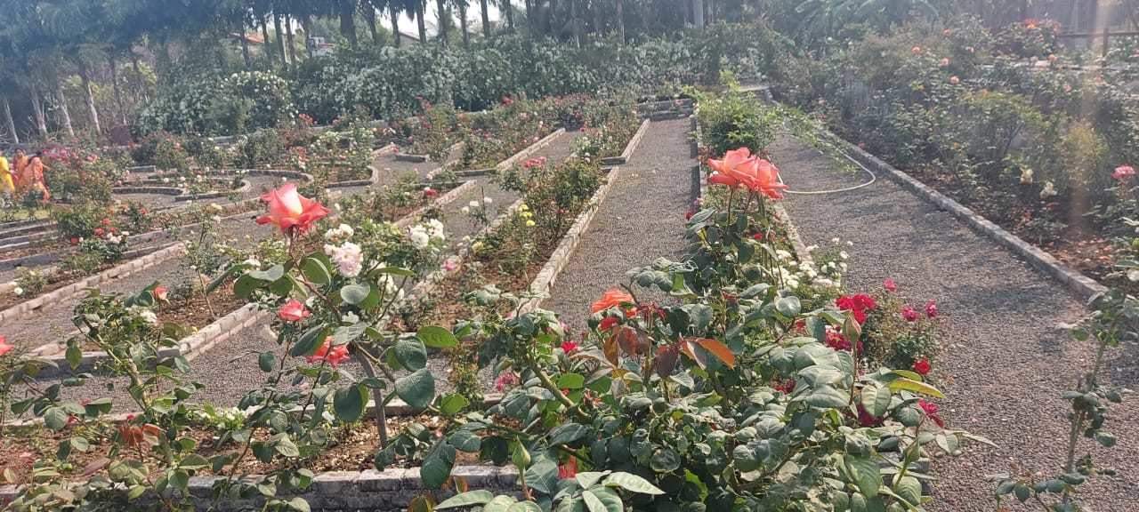  himalaya sunshine Landscape Garden and Tree Planting