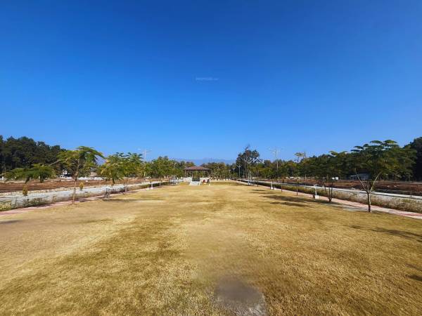 Plot dishaa-forest Plot