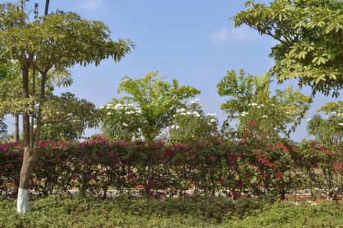  everest-50-lp Flower Garden