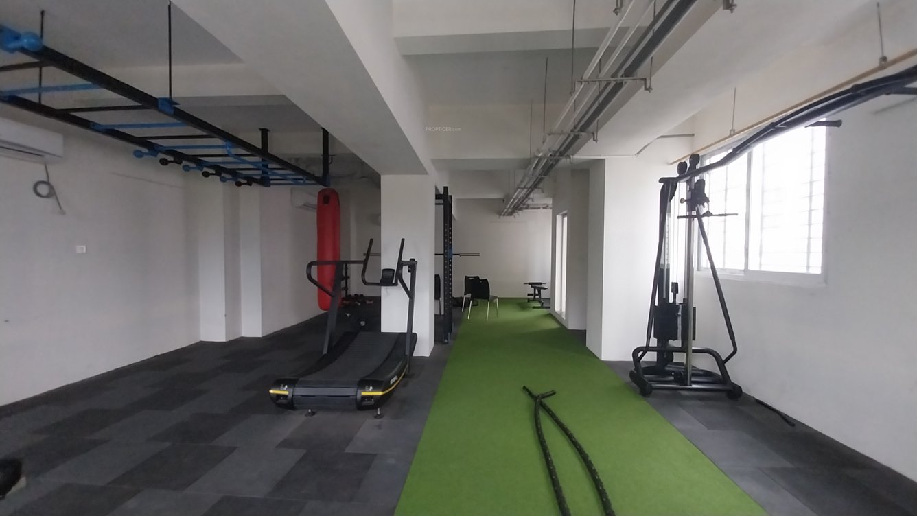 Arboretum Gemini Aster