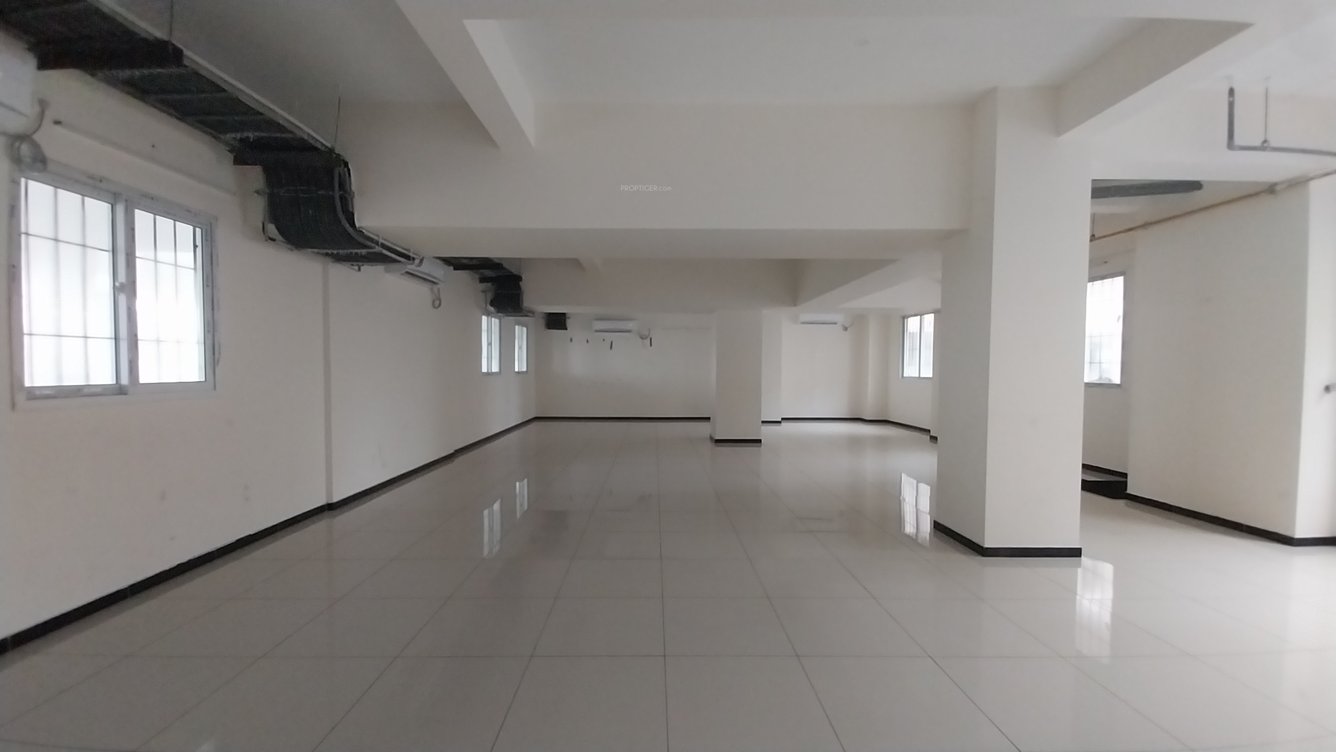 Arboretum Gemini Aster