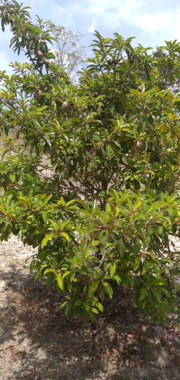  ibis county Landscape Garden and Tree Planting