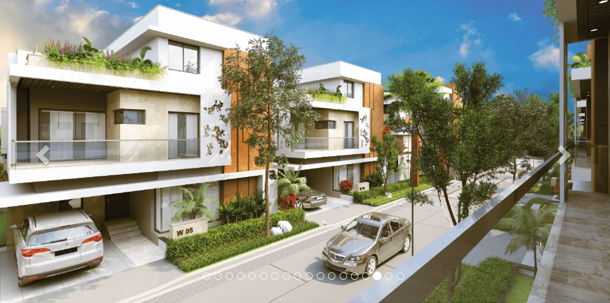 Vertex Bougainvillea