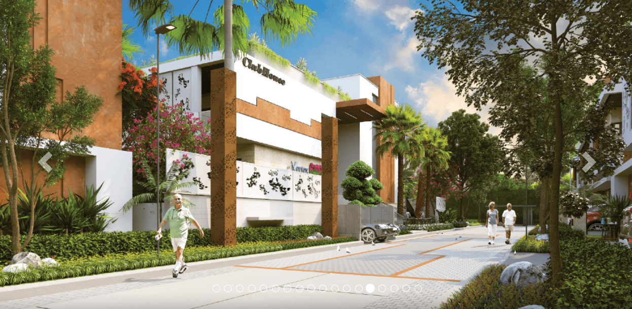 Vertex Bougainvillea