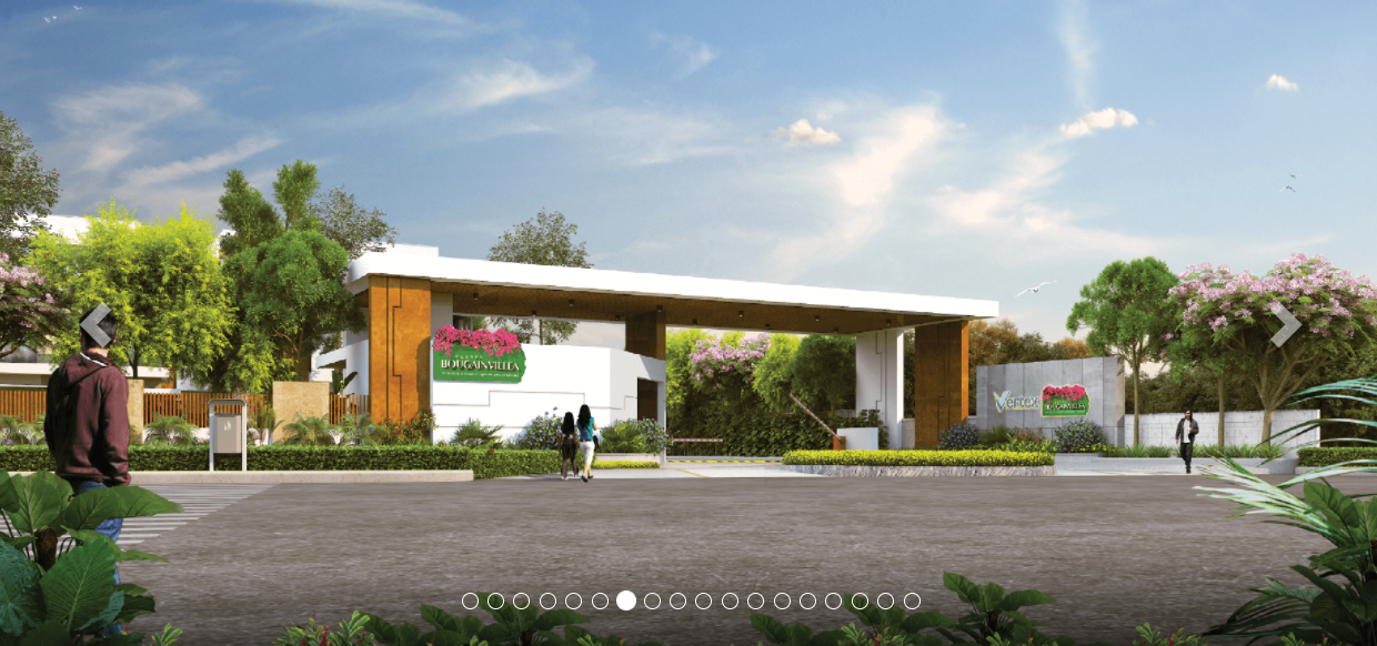 Vertex Bougainvillea