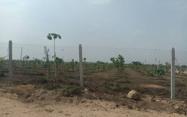  rivers-edge-nature-greens Plot