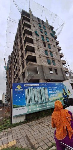  marigold-calendula Marigold Calendula Building A Construction Status Jan-25