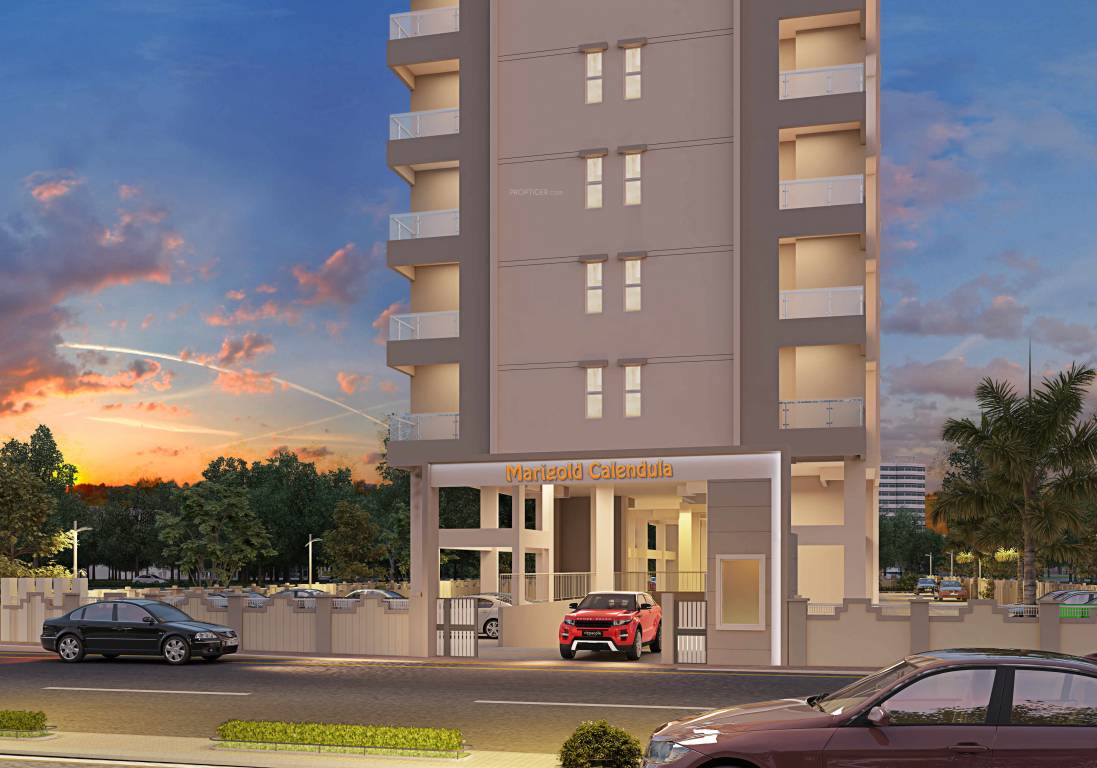  marigold calendula Elevation