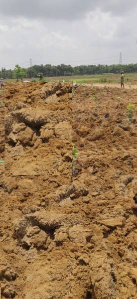  red-sandel-garden Plot
