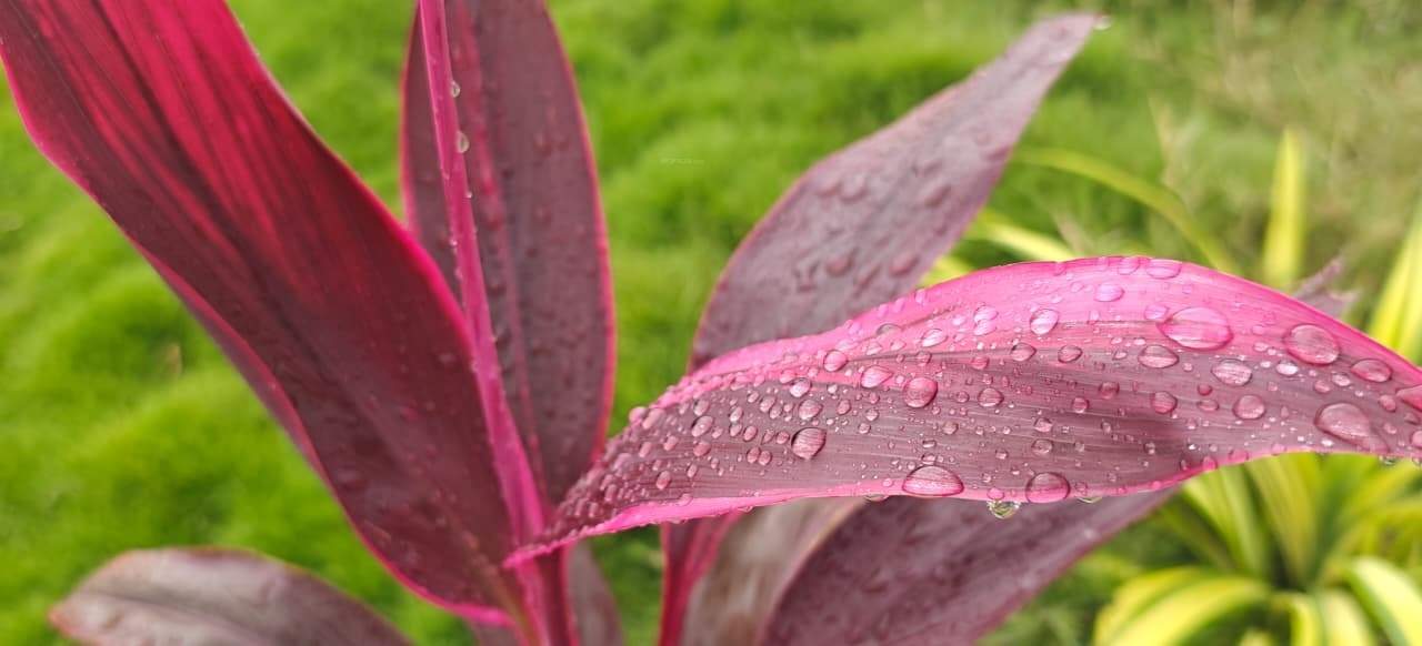  shree samprada Landscape Garden and Tree Planting