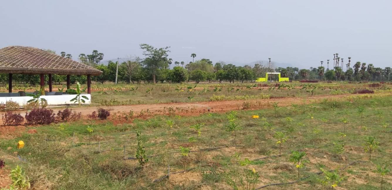 sai brindavanam malabarneem plantation Plot
