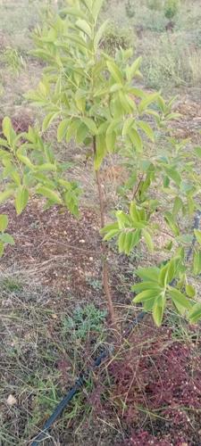  sandal-park Landscape Garden and Tree Planting