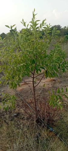  sandal-park Landscape Garden and Tree Planting