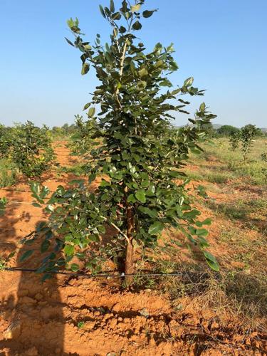  sandal-park Landscape Garden and Tree Planting