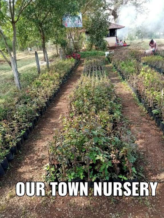  our town Landscape Garden and Tree Planting